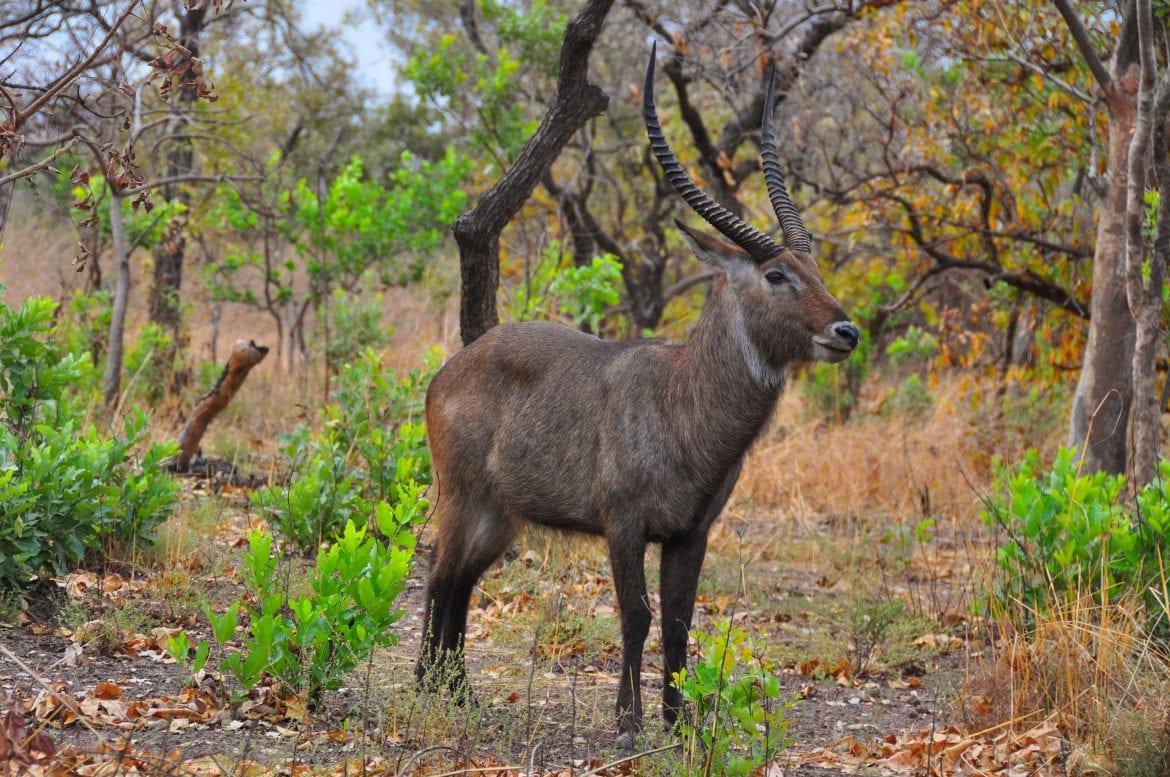 Parc national du Niokolo-Koba
