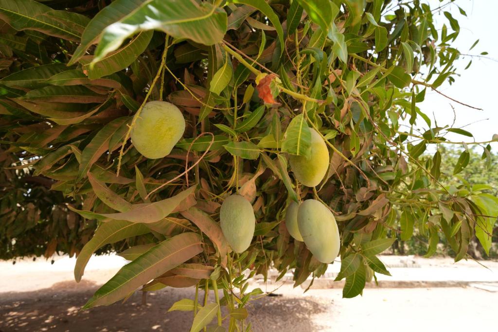 La Teranga Toubacouta