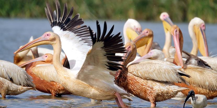 Parc national des oiseaux du Djoudj