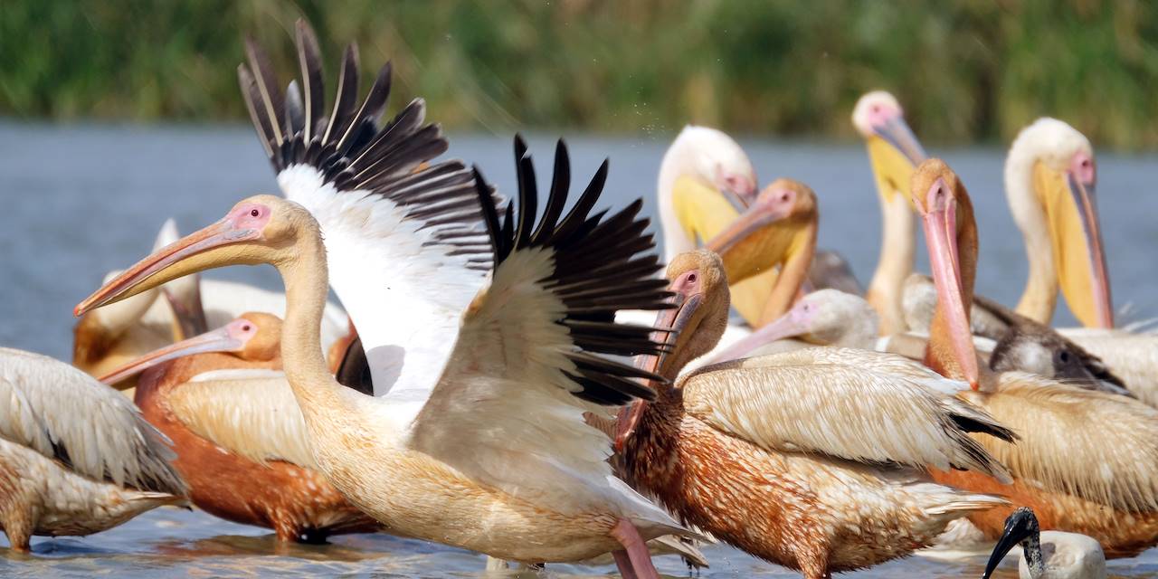 Parc national des oiseaux du Djoudj