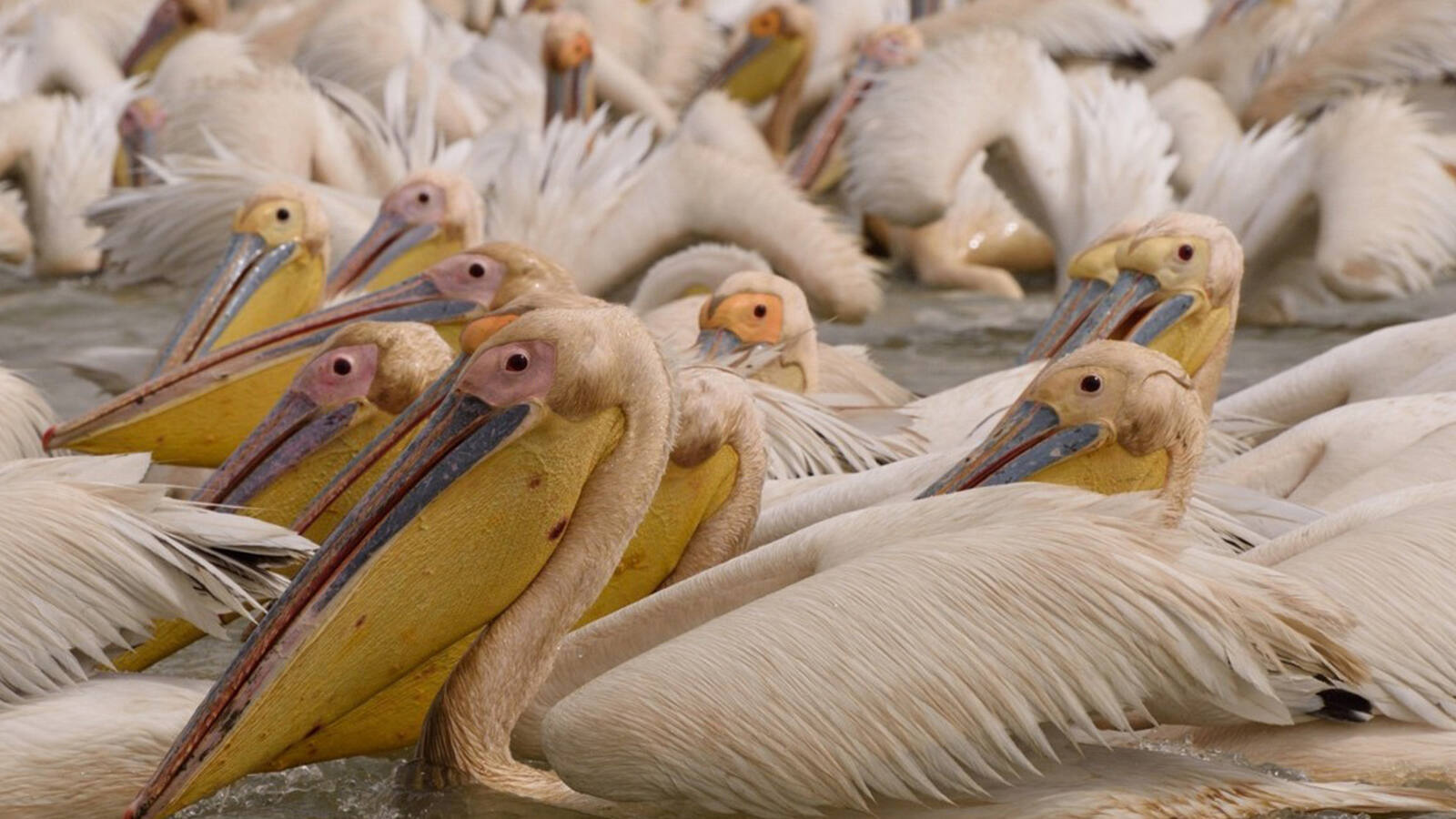 Parc national des oiseaux du Djoudj